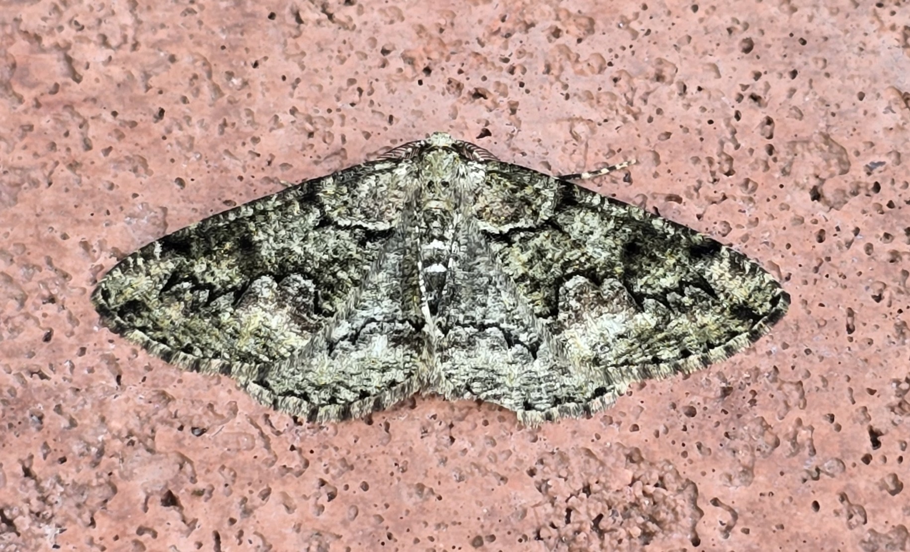 Photo of Brussels Lace (Cleorodes lichenaria)